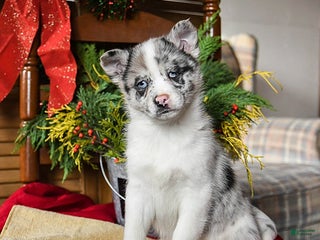 Pomsky dogs Moxie - Ad 40