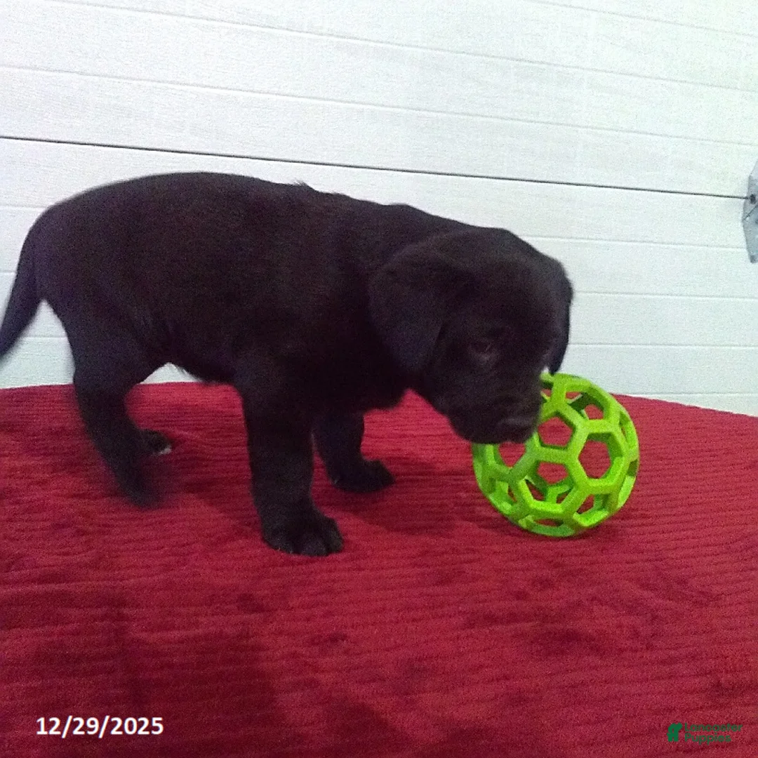 Labrador Retriever dogs for sale: Twinkle - Ad 16