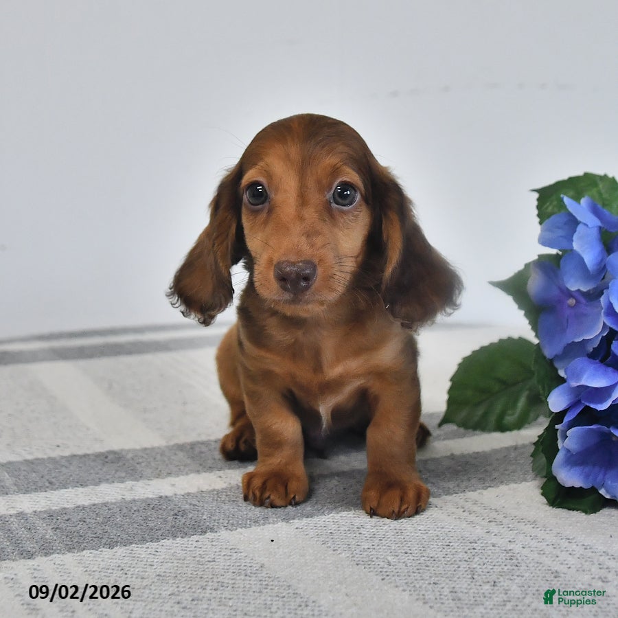 Miniature Dachshund dogs Tuck - Ad 1