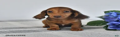Tuck