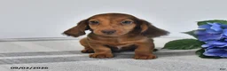 Miniature Dachshund dogs for sale: Tuck - Ad 1
