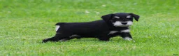 Miniature Schnauzer dogs for sale: Charlie - Ad 3