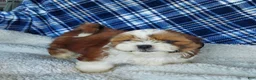 Shih Tzu dogs for sale: DOLLY - Ad 3
