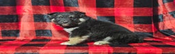 Mixed Breed dogs for sale: Brady - Ad 6