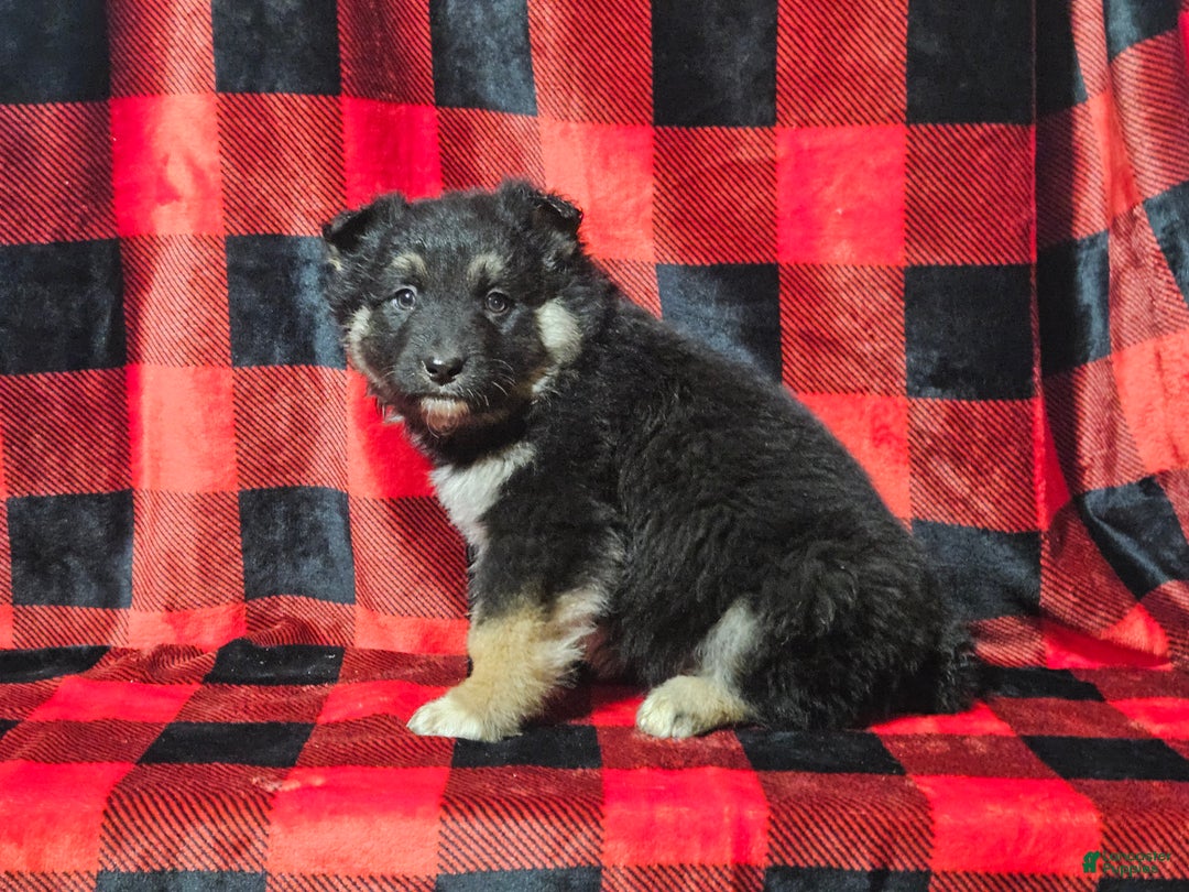 Mixed Breed dogs for sale: Brady - Ad 6