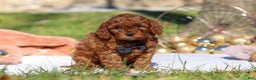 Cavapoo dogs for sale: Tucker - Ad 3