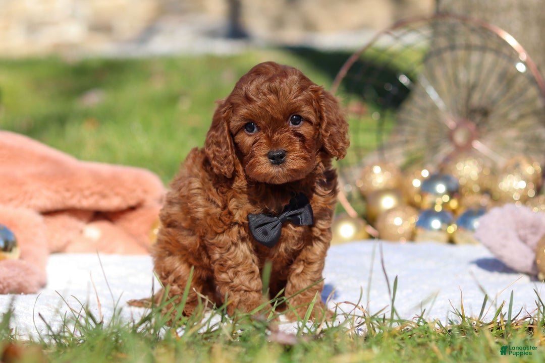 Cavapoo dogs for sale: Tucker - Ad 3