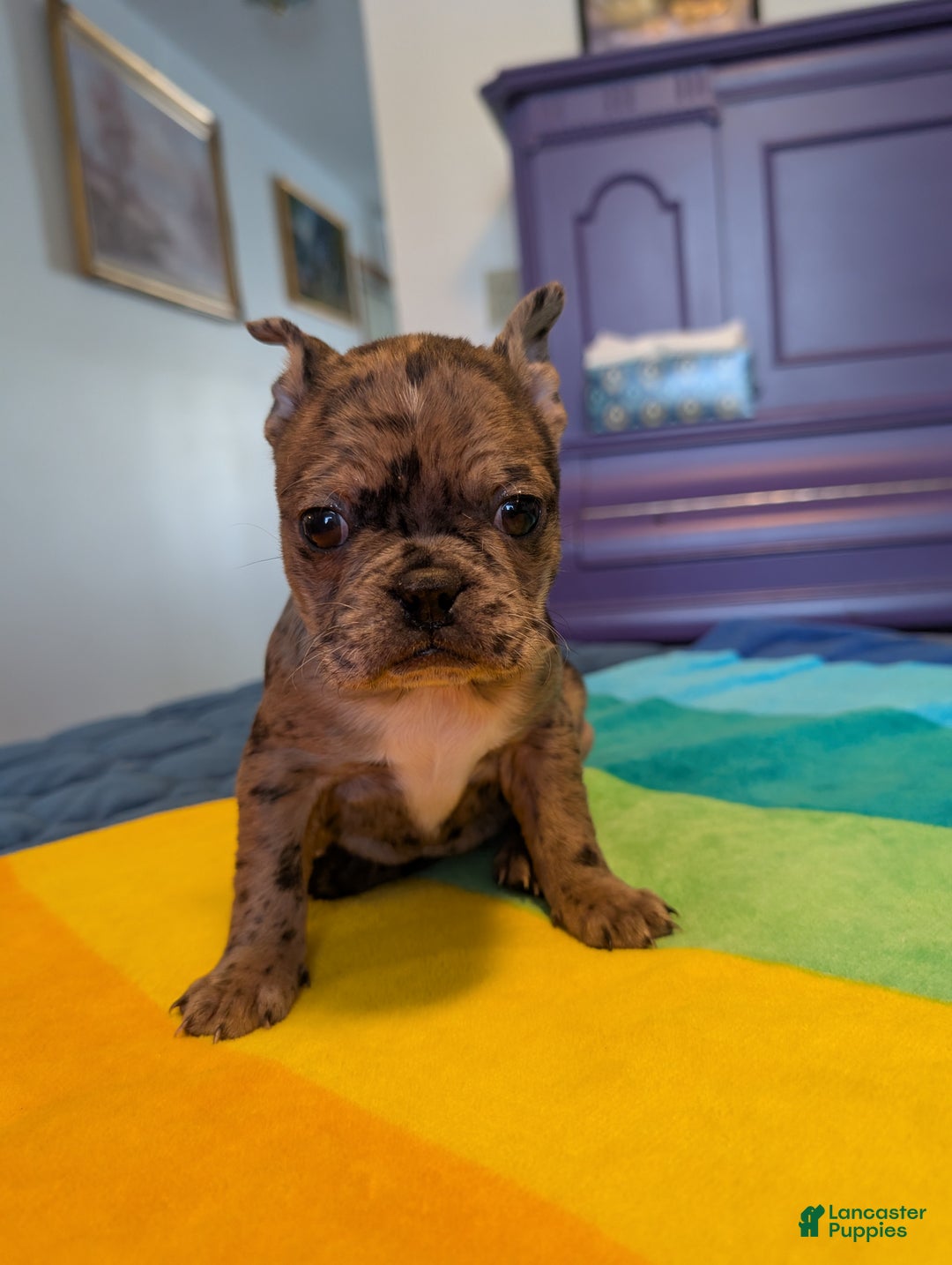 Frenchton dogs for sale: Jesse - Ad 1