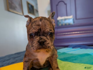 Frenchton dogs Jesse - Ad 36