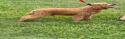 Miniature Poodle dogs for sale: Brent - Ad 5