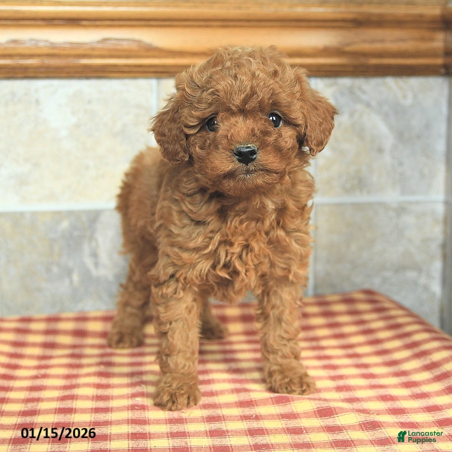 Yorkiepoo dogs Einstein - Ad 2