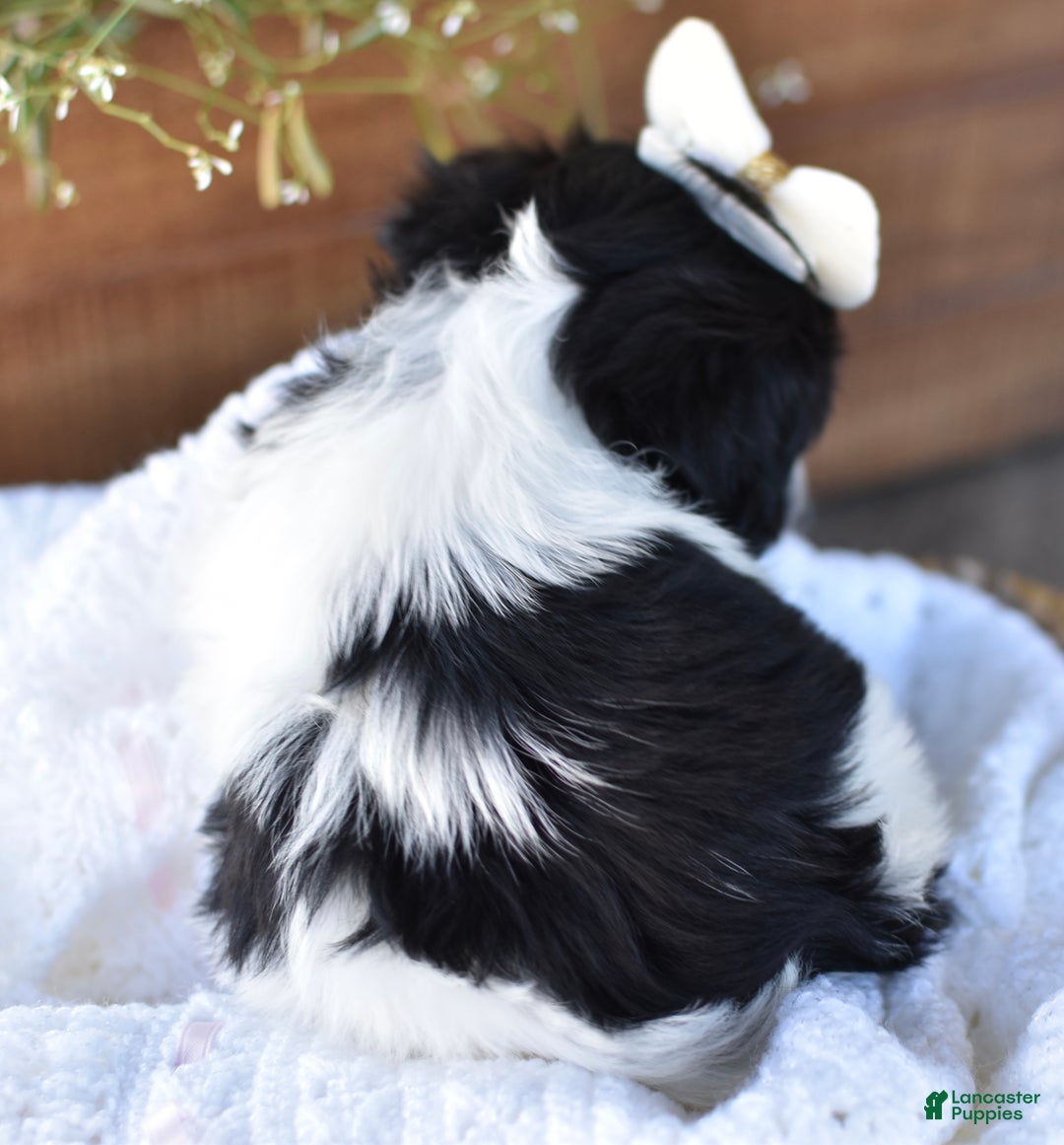 Mixed Breed dogs for sale: Bella - Ad 5