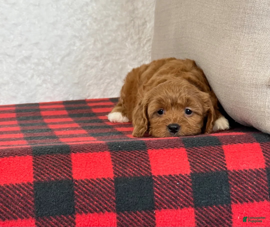 Cavapoo dogs for sale: Cupid - Ad 7