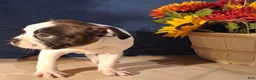 Boston Terrier dogs for sale: Esther - Ad 6