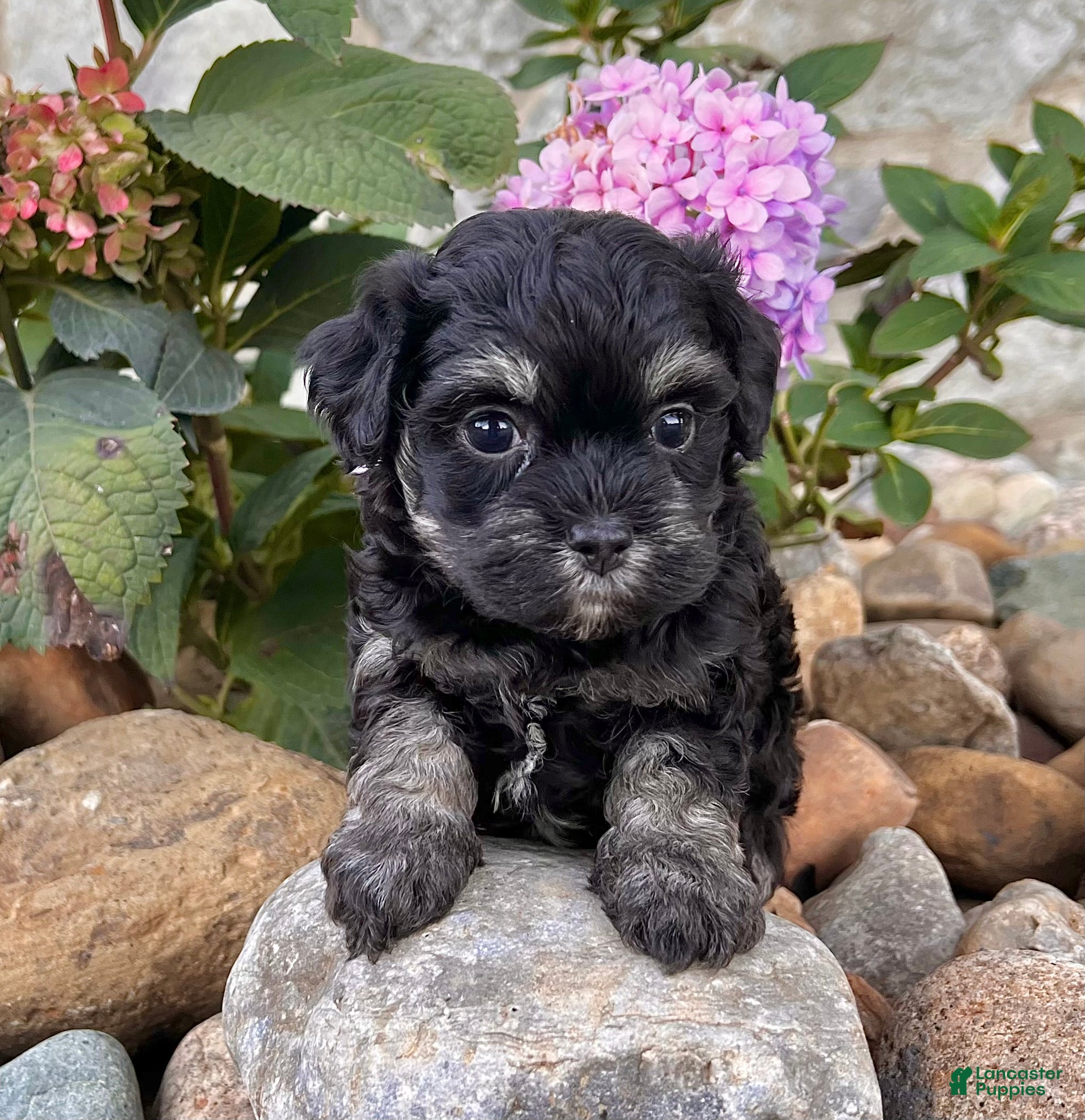 Havanese dogs Cookie - Ad 6