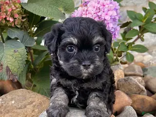 Havanese dogs Cookie - Ad 42