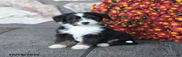 Mini Bernedoodle dogs for sale: Trixie - Ad 3
