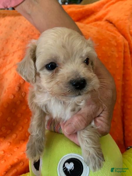 Cockapoo dogs for sale: Cockapoo 1 - Ad 41