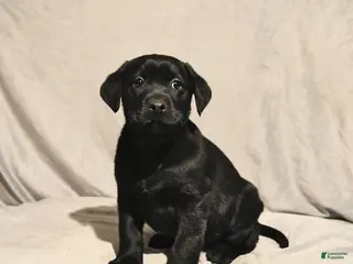 Labrador Retriever dogs Juno - Ad 38