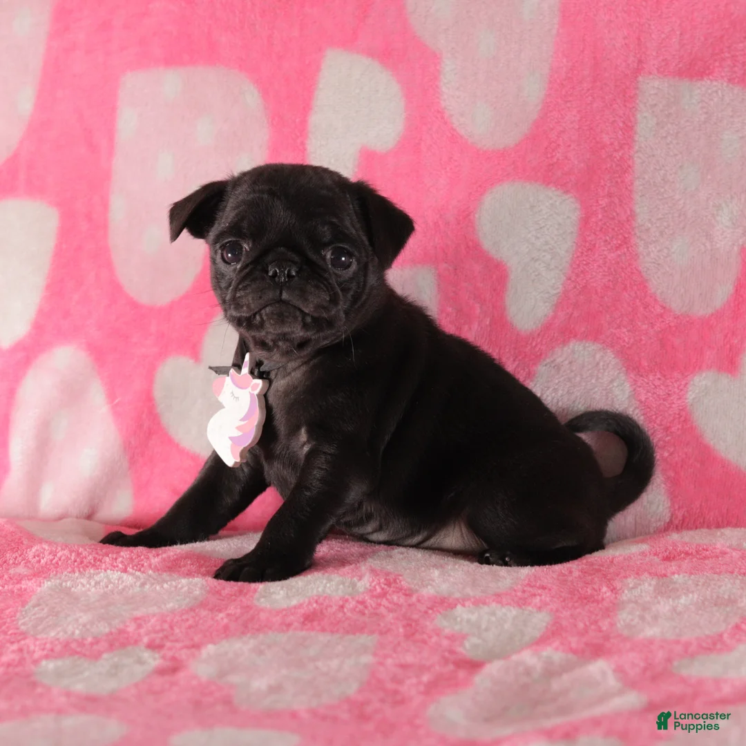 Pug dogs for sale: Lilac - Ad 4