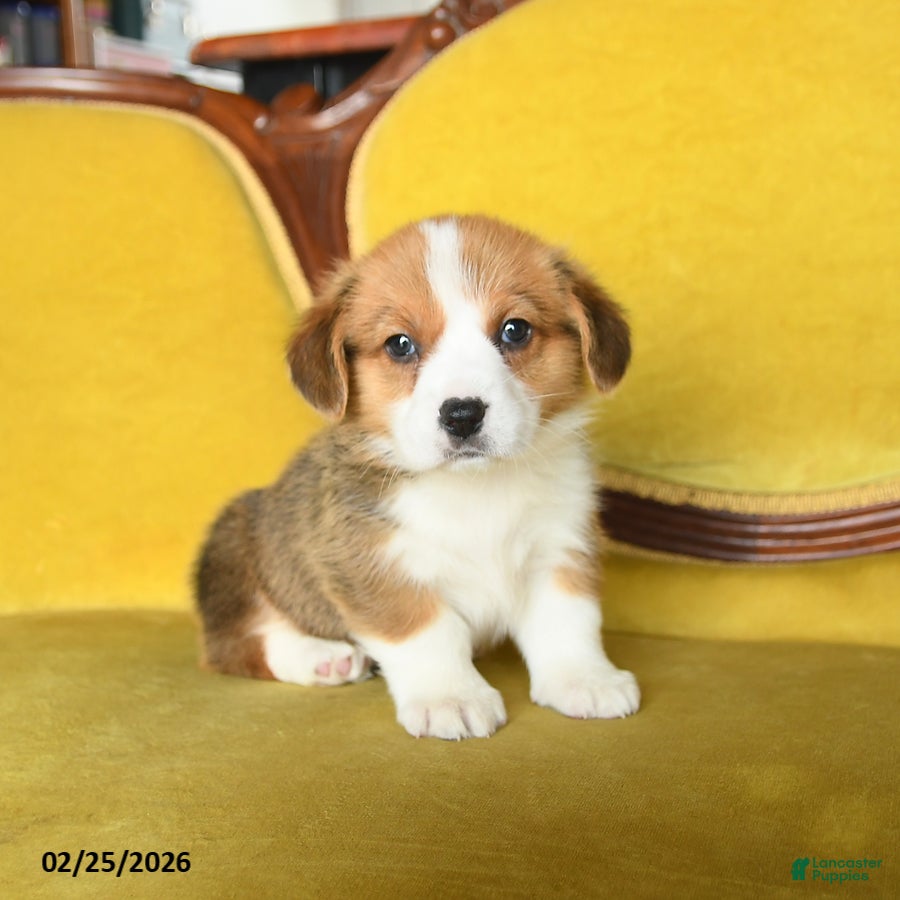 Welsh Corgi Pembroke dogs Tootle - Ad 1