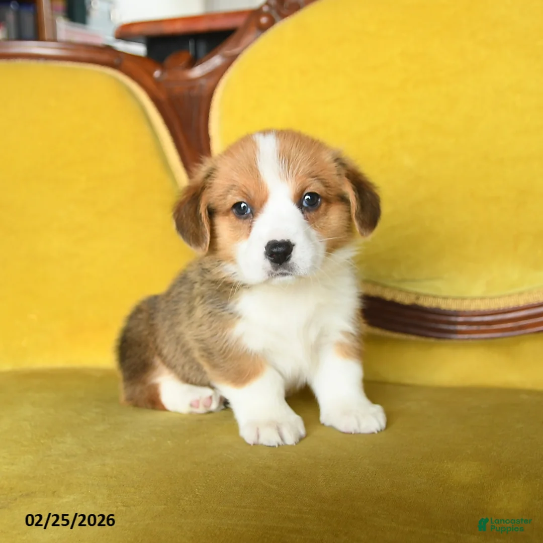 Welsh Corgi Pembroke dogs for sale: Tootle - Ad 1