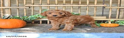 Mini Goldendoodle dogs for sale: Coral - Ad 3