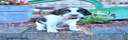 English Springer Spaniel dogs for sale: Becky - Ad 5