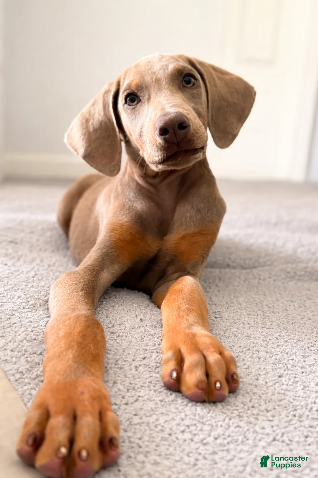 Doberman Pinscher dogs for sale: Moose - Ad 2