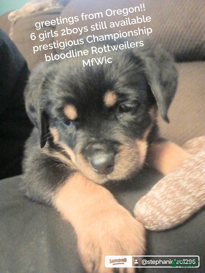 Rottweiler dogs for sale: Championship Bloodline Girl 6 - Ad 4
