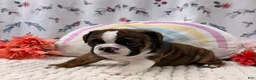 English Bulldog dogs for sale: Leo - Ad 3