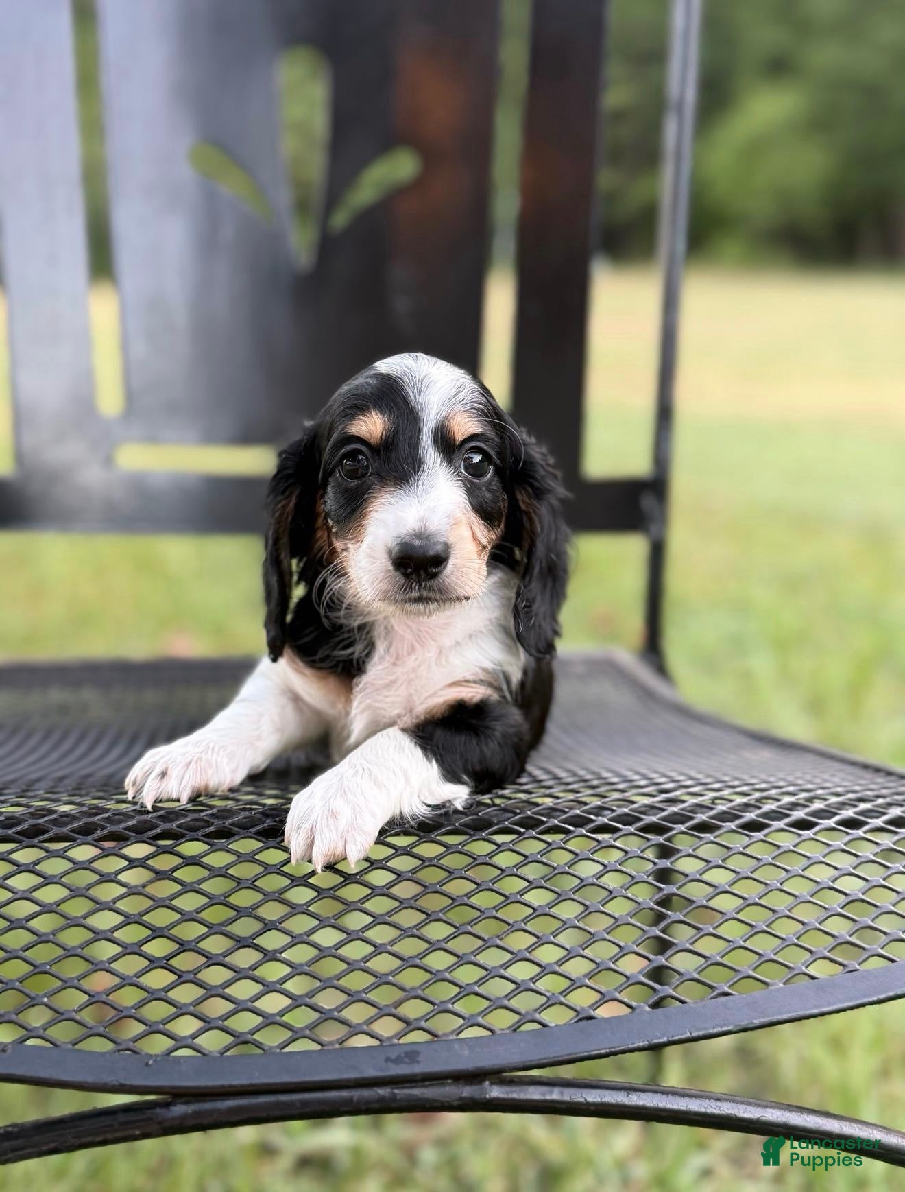 Dachshund dogs Betsy - Ad 14