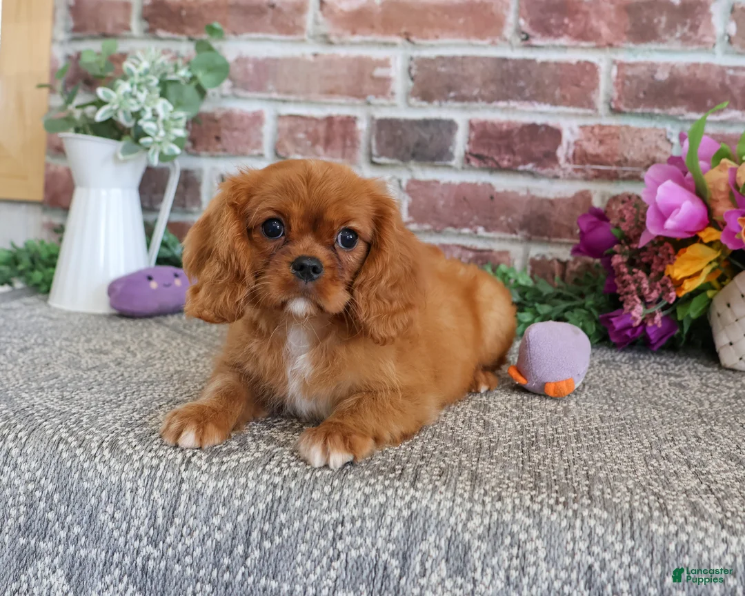 Cavalier King Charles Spaniel dogs for sale: Dreamer - Ad 2