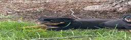 Rottweiler dogs for sale: Rottweiler Puppy 1 - Ad 18
