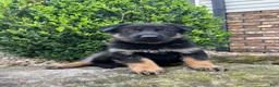 German Shepherd dogs for sale: Yori - Ad 8