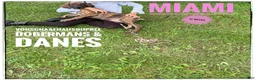 Great Dane dogs for sale: Miami - Ad 12