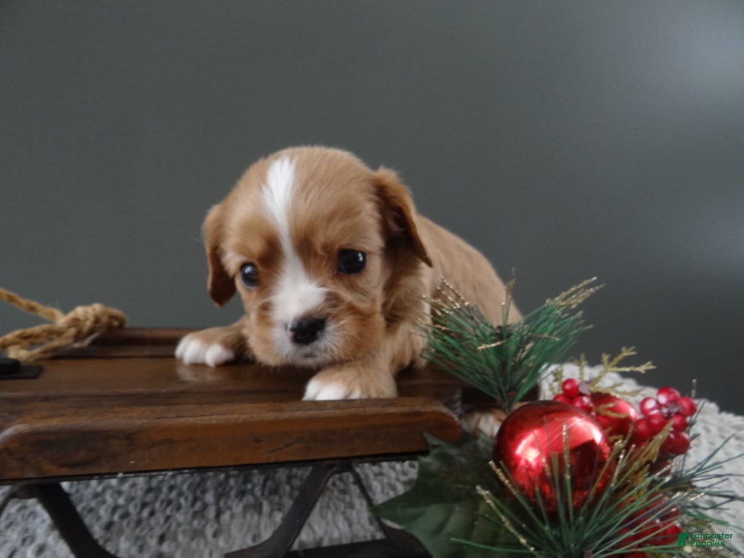 Cavalier King Charles Spaniel dogs for sale: Reese - Ad 4