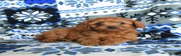 Cavapoo dogs for sale: Buttons - Ad 4