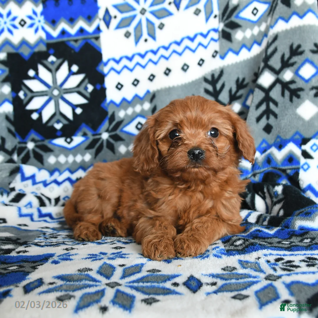 Cavapoo dogs for sale: Buttons - Ad 4