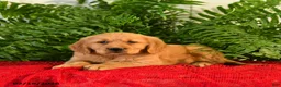 Golden Retriever dogs for sale: Mandy - Ad 3