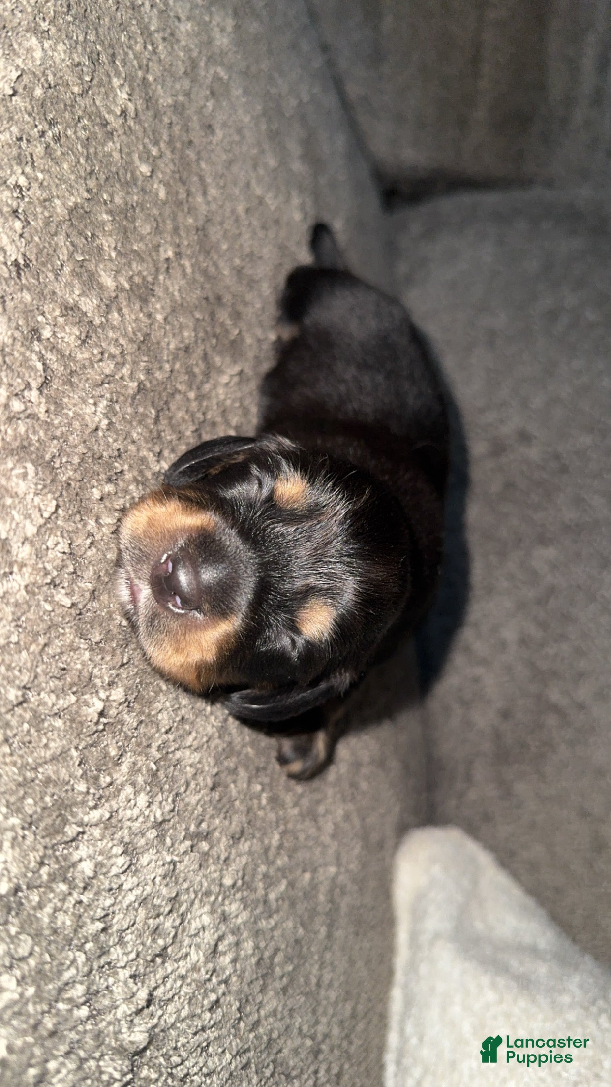 Dachshund dogs Dachshund Puppy 1 - Ad 2