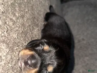 Dachshund dogs Dachshund Puppy 1 - Ad 9