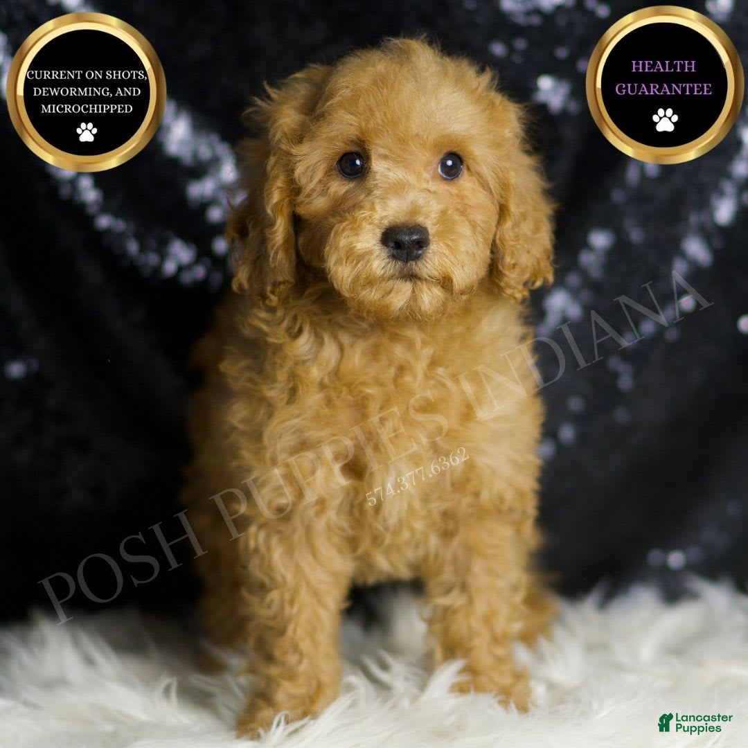 Mini Goldendoodle dogs for sale: Donald - Ad 1
