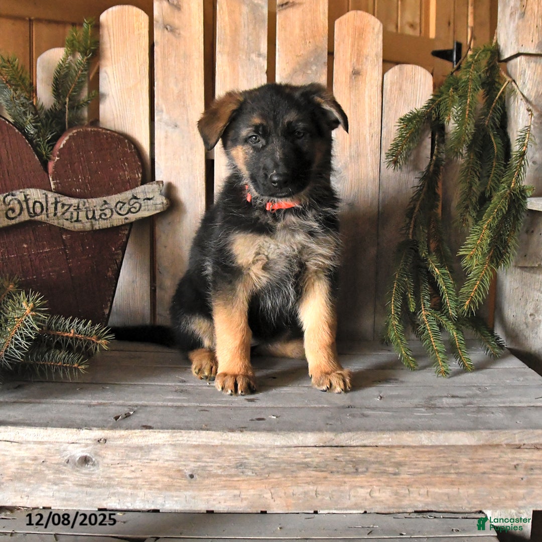 German Shepherd dogs for sale: Skyler - Ad 1