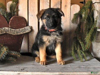 German Shepherd dogs Skyler - Ad 8