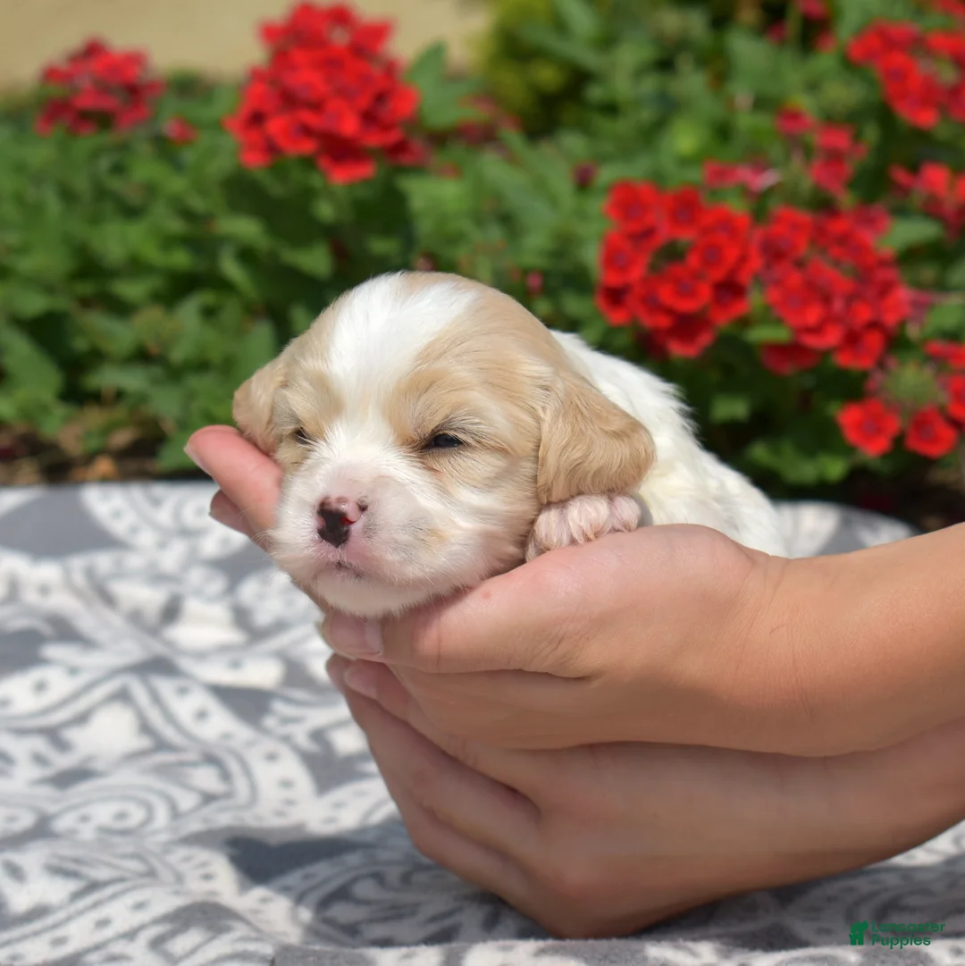Cavachon dogs for sale: Firecracker - Ad 2