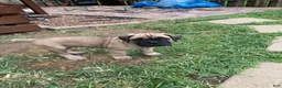 Cane Corso dogs for sale: Cane Corso 6 - Ad 22
