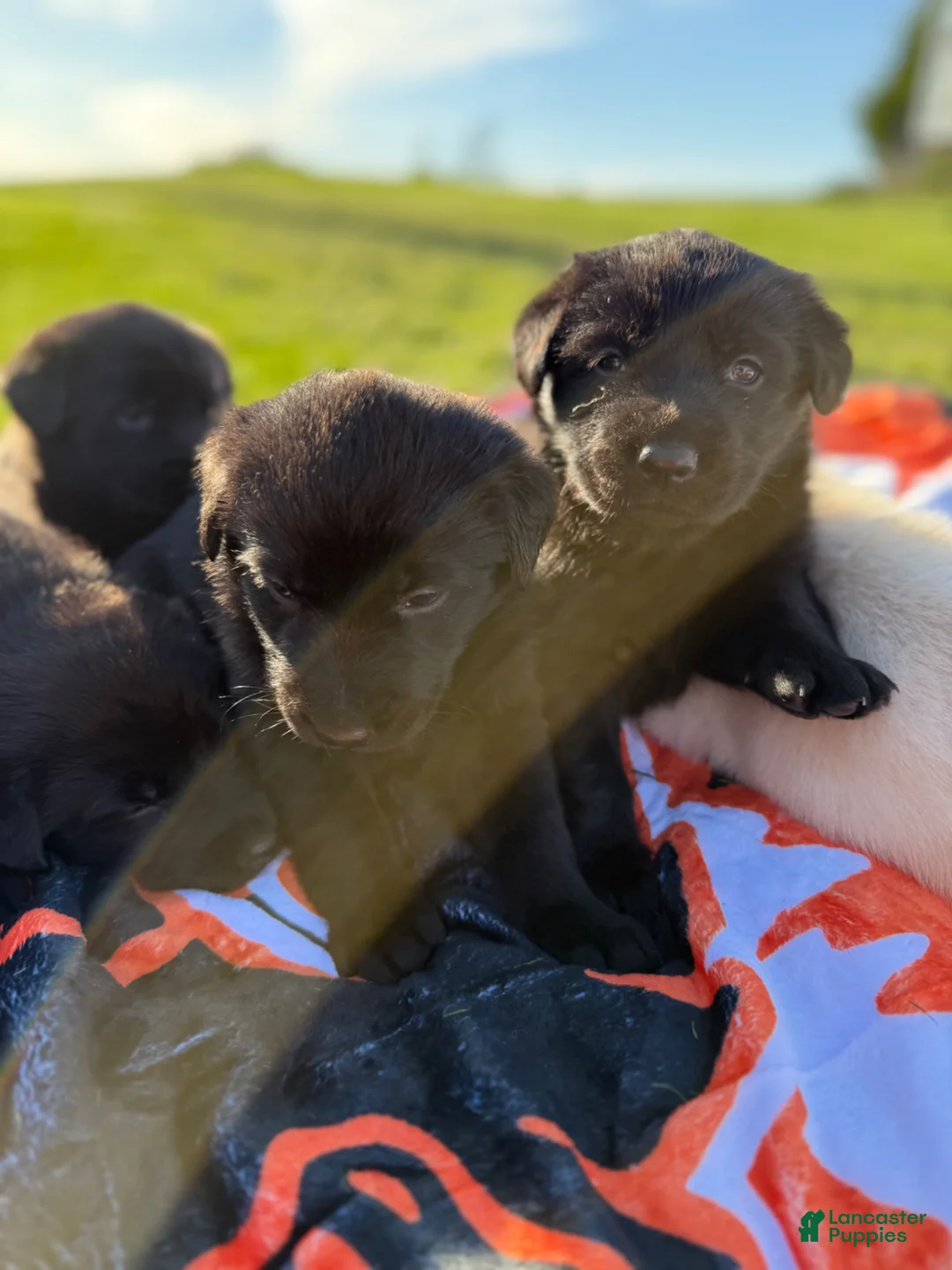 Mixed Breed dogs for sale: Marshmallow  - Ad 19