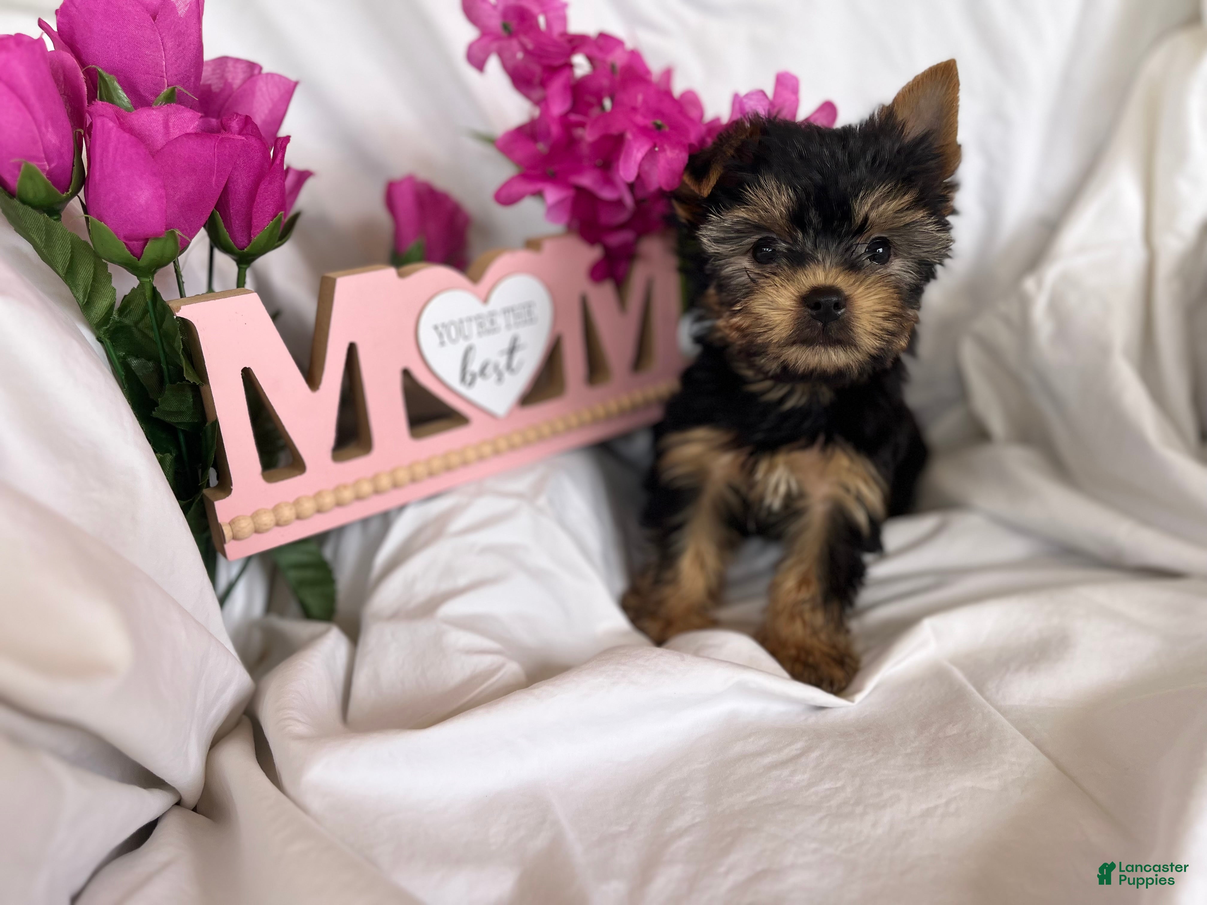 Yorkshire Terrier dogs for sale: Yorkshire Terrier Puppy 1 - Ad 1