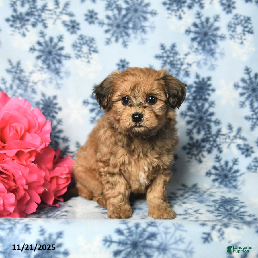 Havapoo dogs Flora   - Ad 42